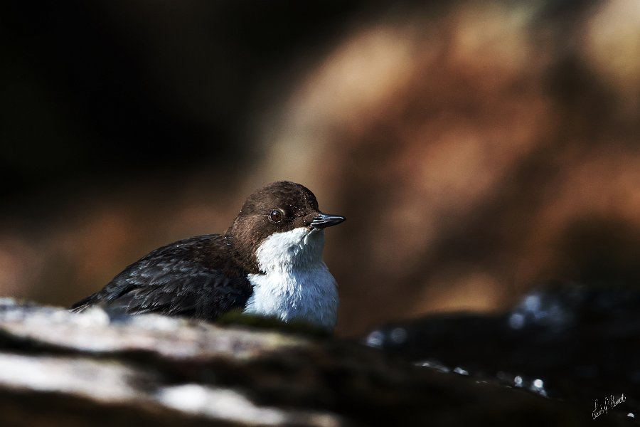 014-DX5Q0245 low key